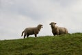 View on two white sheeps standing on a grass area in rhede emsland germany Royalty Free Stock Photo