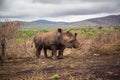 Two young rhinos roaming through a desolate African landscape Royalty Free Stock Photo