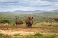 Two young rhinos roaming through a lush African landscape Royalty Free Stock Photo