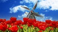 View on typical red tulip field with one traditional old wooden typical dutch windmill against blue sky with fluffy cumulus clouds Royalty Free Stock Photo