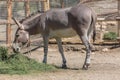 View at a typical somali wild donkey eating straw on the zoo, Equus africanus somaliensis, gray color on the back and stripes on Royalty Free Stock Photo