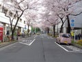View of Ueno street with Sakura trees and vechiles parking on side walk Royalty Free Stock Photo