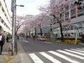 View of Ueno street with Sakura trees and vechiles parking on side walk Royalty Free Stock Photo