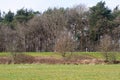 View on uncultivated grass area and tree area in rhede emsland germany Royalty Free Stock Photo