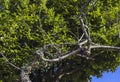 View under the bushy tree