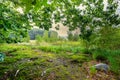 View under canopy and branches of trees to landscape with swamp near fen Boswachterij Grolloo