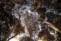 View of the under canopy of the pine forest at dawn