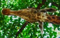 View from under a giraffes head