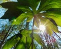 Sunlight from underneath the mayapple Royalty Free Stock Photo