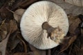 View under a mushroom hood lying upside down on the forest ground with leafs, macro of underneath fungus cap showing the gills, Royalty Free Stock Photo