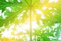 The view under the papaya tree When the sun shines down Royalty Free Stock Photo