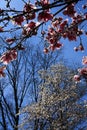 Vertical format of a Saucer Magnolia tree blossoms with blue sky Royalty Free Stock Photo