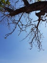 The view under the tree and the blue sky Royalty Free Stock Photo