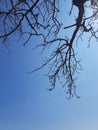 The view under the tree and the sky Royalty Free Stock Photo