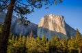 View Under the Tree on El Capitan in Fall, Yosemite National Park, California