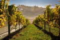 Bird proof netting protecting grape production in New Zealand