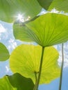 View underneath large lily pads