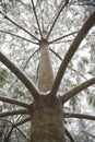 View from underneath of a magestic pine tree