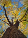 View underneath a maple tree crown with beautiful yellow leaves. Autumn seasonal scene