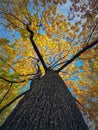 View underneath a maple tree crown with beautiful yellow leaves. Autumn seasonal scene