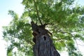 View of the underside and trunk of an old gnarled tree on a sunny day