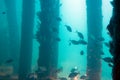 View from the Underwater Observatory, Busselton Jetty, WA, Australia Royalty Free Stock Photo