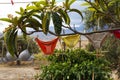 View of underwears hanged on a rope in the backyard