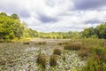 View of an undisturbed pond full of lily pads with cloudy skys and sunlight Royalty Free Stock Photo