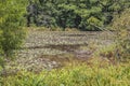 View of an undisturbed pond with lily pads