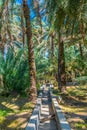 View of the unesco enlisted oasis in Al Ain, UAE Royalty Free Stock Photo
