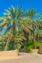 View of the unesco enlisted oasis in Al Ain, UAE Royalty Free Stock Photo
