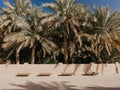 View of the unesco enlisted oasis in Al Ain, UAE Royalty Free Stock Photo
