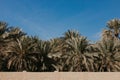 View of the unesco enlisted oasis in Al Ain, UAE Royalty Free Stock Photo