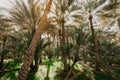 View of the unesco enlisted oasis in Al Ain, UAE Royalty Free Stock Photo