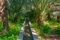View of the unesco enlisted oasis in Al Ain, UAE...IMAGE Royalty Free Stock Photo