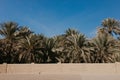 View of the unesco enlisted oasis in Al Ain, UAE