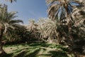 View of the unesco enlisted oasis in Al Ain, UAE