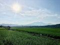 View of mountain from the middle of rice fields.