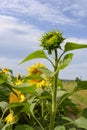 An unopened tall sunflower against the sky in summer Royalty Free Stock Photo