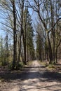 Unpaved forest road bordered by budding trees, Veluwe, The Netherlands