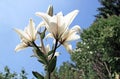 Amazing white flowers closeup. Sunlight penetrates through its petals