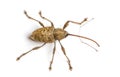 View from up high of a Acorn weevil, Curculio glandium, isolated Royalty Free Stock Photo