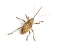 View from up high of a Acorn weevil, Curculio glandium