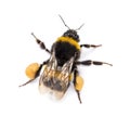 View from up high of a Buff-tailed bumblebee, Bombus terrestris Royalty Free Stock Photo