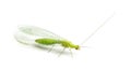 View from up high of a Common green lacewing, Chrysoperla carnea