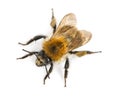 View from up high of a European honey bee, Apis mellifera Royalty Free Stock Photo