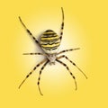 View from up high of a Wasp spider, Argiope bruennichi, on a yel Royalty Free Stock Photo