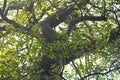 VIEW UP INTO LARGE STRANGLER FIG TREE BRANCHES AND LEAVES Royalty Free Stock Photo