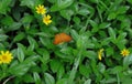 View from the up an orange colored common leopard butterfly Royalty Free Stock Photo