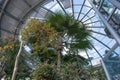 View up of roof in a winter garden hot glass house with tropical plants
